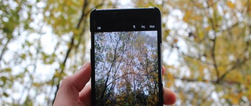 Smartphone macht Waldaufnahmen