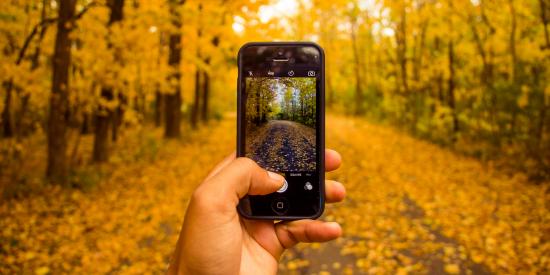 Herbstlicher Waldweg, eine Hand hält ein Smartphone