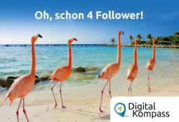 Fünf Flamingos hintereinander mit dem Text: "Oh, schon 4 Follower!"
